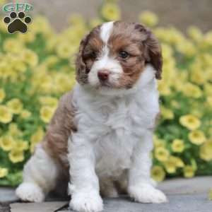 Dusty, Cavapoo Puppy